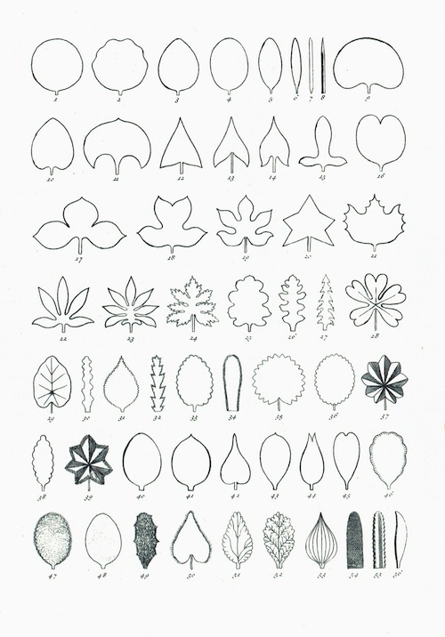 Hortus Cliffortianus